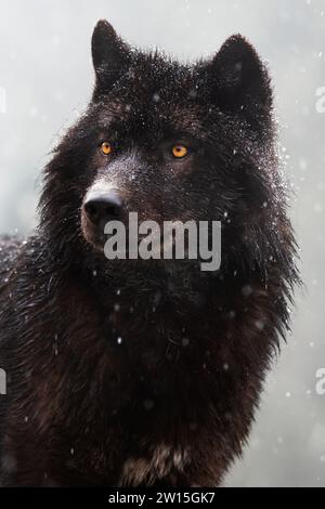 Lupo canadese in un contesto boschivo Foto Stock