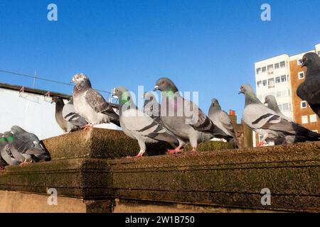 Piccioni sul lungomare della città di Brighton e Hove, Sussex Foto Stock