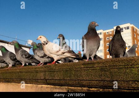 Piccioni sul lungomare della città di Brighton e Hove, Sussex Foto Stock