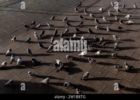 Piccioni sul lungomare della città di Brighton e Hove, Sussex Foto Stock