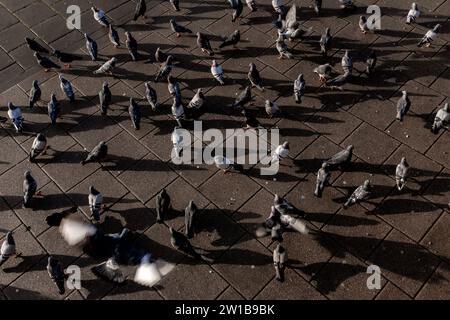 Piccioni sul lungomare della città di Brighton e Hove, Sussex Foto Stock