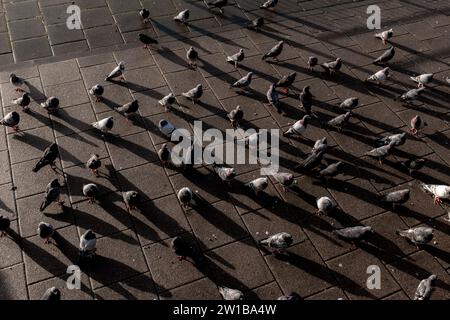 Piccioni sul lungomare della città di Brighton e Hove, Sussex Foto Stock