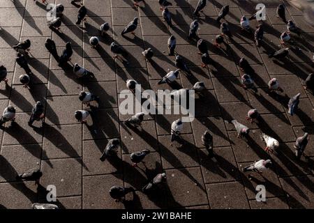 Piccioni sul lungomare della città di Brighton e Hove, Sussex Foto Stock