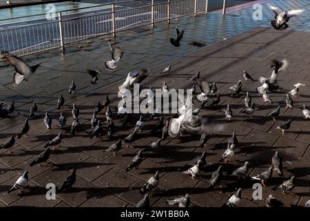 Piccioni sul lungomare della città di Brighton e Hove, Sussex Foto Stock