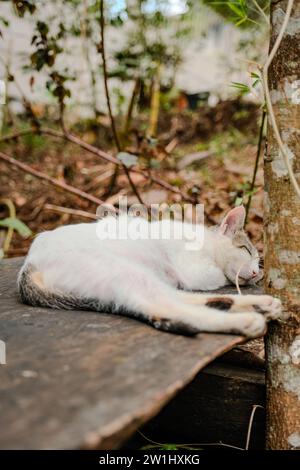 Un momento pittoresco si svolge mentre un gatto si rilassa su una pietra, annidato tra un mare di foglie marroni autunnali. Foto Stock