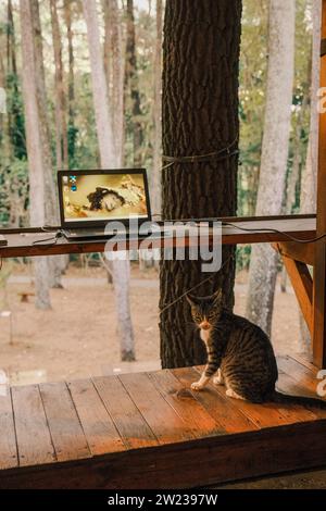 Immergetevi in un'area di lavoro immersa nella natura adornata da alberi lussureggianti e da uno sfondo boschivo. Un gatto di contenuti si trova accanto a un computer portatile Foto Stock