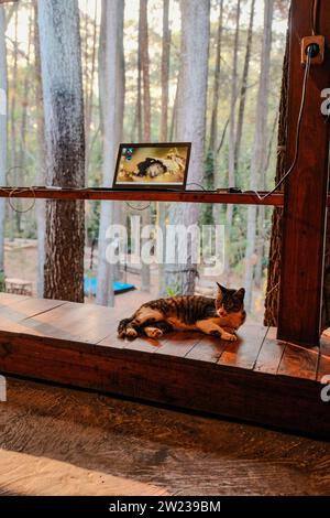 Un affascinante gatto fa una piacevole pausa, occupando la panca di legno destinata alle persone per sedersi e lavorare. Con il laptop temporaneamente messo da parte Foto Stock