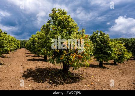 Aranci in un frutteto, con arance mature per la raccolta. Foto Stock