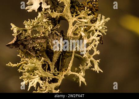 Stampa/poster pronta per macro ad alta risoluzione, semi-astratto, colorato naturalmente e trame di un ritratto di natura morta con uno spazio negativo Foto Stock