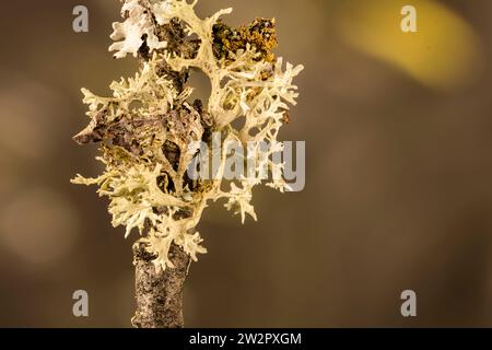 Stampa/poster pronta per macro ad alta risoluzione, semi-astratto, colorato naturalmente e trame di un ritratto di natura morta con uno spazio negativo Foto Stock