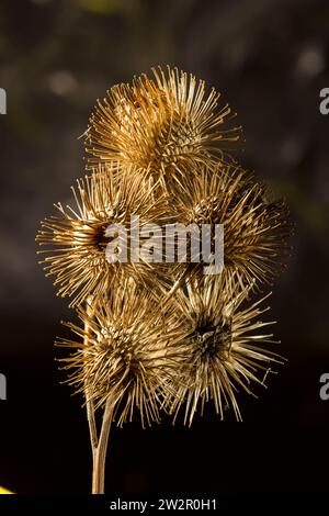 Foto macro STILL-Life con stampa/poster di legno burdock, Arctium Nemorosum, testa di semina con spazio negativo Foto Stock