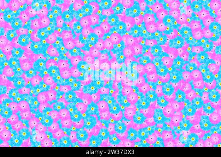 Un fiore o una testa di fiore del Forget-me-Not (Myosotis) e un tipo di malva (Malvaceae) come sfondo azzurro, blu turchese e rosa Foto Stock