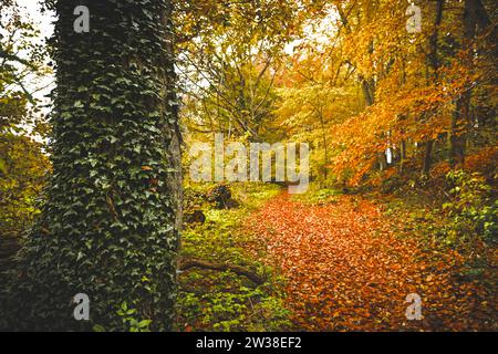 Herbstlicher Naturwald a Scharbeutz, Schleswig-Holstein, Deutschland Foto Stock