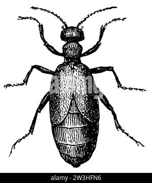 Oil Beetle, Meloe proscarabaeus, anonym (libro di biologia, 1893), Schwarzblauer Ölkäfer, méloé printanier Foto Stock