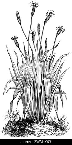 Ribwort plantain, narrowleaf plantain, English plantain, ribleaf and agnello, Plantago lanceolata, anonym (libro agricolo, 1876), Spitzwegerich, plantain lancéolé Foto Stock