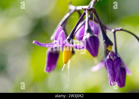 Dolce amaro o ombra di legno (solanum dulcamara), da vicino mostra un ammasso isolato dei caratteristici fiori cadenti della pianta. Foto Stock