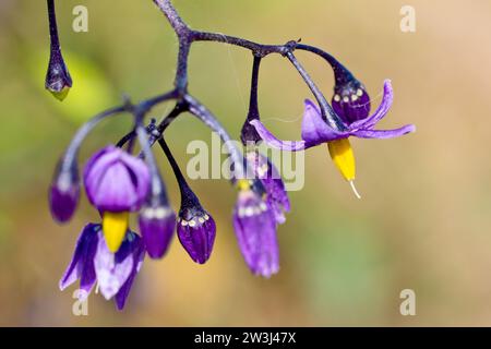 Dolce amaro o ombra di legno (solanum dulcamara), da vicino mostra un ammasso isolato dei caratteristici fiori cadenti della pianta. Foto Stock