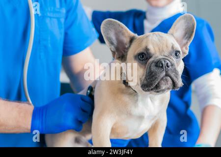 Ritratto di un Bulldog francese. Concetto di medicina veterinaria. Cani pedigree. Animali buffi. Supporti misti Foto Stock