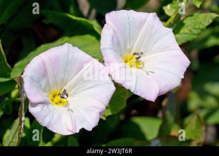 Field Bindweed (convolvulus arvensis), primo piano focalizzandosi su un paio dei fiori rosa appariscenti della pianta di hedgerow. Foto Stock