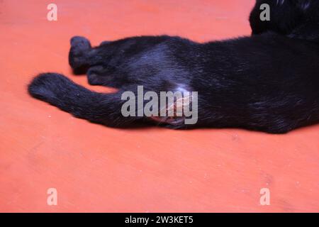 Primo piano di un gatto ferito. ferite secche sul corpo del gatto nero. ritratto di un gatto nero su sfondo arancione Foto Stock