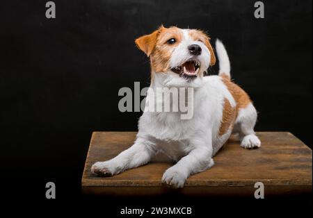 Pedigreed Jack Russell giace su un piedistallo nello studio e sbadiglia con grazia mentre guarda la fotocamera. Supporti misti Foto Stock