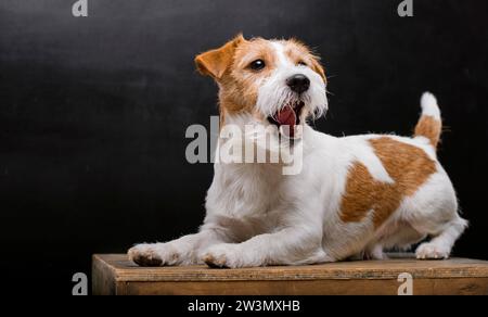 Pedigreed Jack Russell giace su un piedistallo nello studio e sbadiglia con grazia mentre guarda la fotocamera. Supporti misti Foto Stock