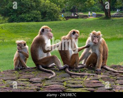 Gruppo di toque macachi (Macaca sinica) seduti insieme di fila, Sri Lanka Foto Stock