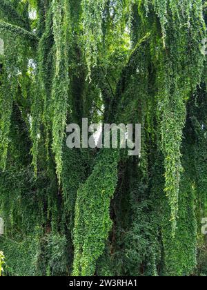 Alberi ricoperti di piante tropicali da arrampicata, giardini botanici di Kandy, Sri Lanka Foto Stock