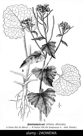 Senape all'aglio, Alliaria petiolata, (, ), Knoblauchsrauke, Alliaire officinale Foto Stock