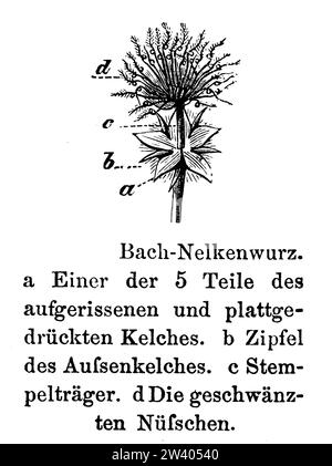 Porpora avens, Geum rivale, anonimo (, ), Bach-Nelkenwurz, Benoîte des ruisseaux Foto Stock