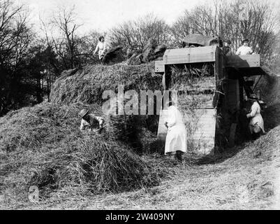 Fotografia ufficiale che mostra le contadine (ragazze di terra) che producono fieno Foto Stock