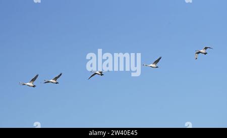 Cigni muti immaturi, piccolo gregge in volo, Cygnus olor, Anatidae Foto Stock