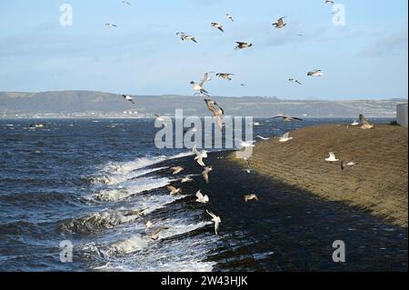 Edimburgo, Scozia, Regno Unito. 21 dicembre 2023. La tempesta Pia porta forti venti e tempeste al porto di Newhaven, nel quarto estuario. Gabbiani che volano tra i forti venti e le onde che si infrangono sul frangiflutti. Crediti: Craig Brown/Alamy Live News Foto Stock