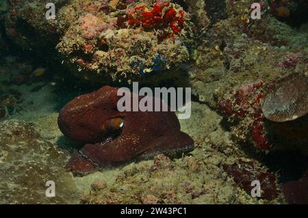 polpo diurno di colore rosso brillante che usa le braccia per muoversi sul fondo del mare nelle sane barriere coralline del parco marino di watamu, kenya Foto Stock