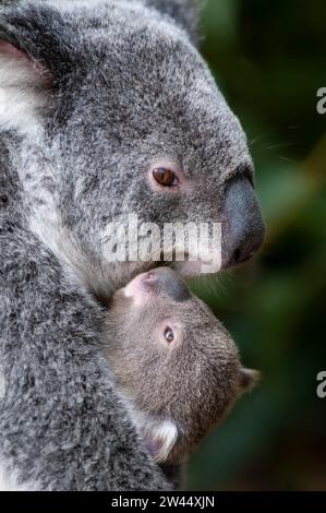 Koala Bär (Phascolarctos cinereus), Mutter mit Jungtier, Queensland, Australien Foto Stock