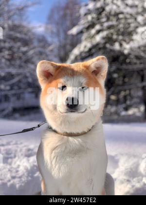 Ritratto di Akita Inu cane giapponese sulla neve. Natale. Anno nuovo. 2024. Foto Stock