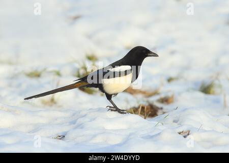 Magpie europee (Pica pica), magpie comuni che si nutrono in un prato innevato in inverno, fauna selvatica, animali, uccelli, Siegerland, Renania settentrionale-Vestfalia Foto Stock