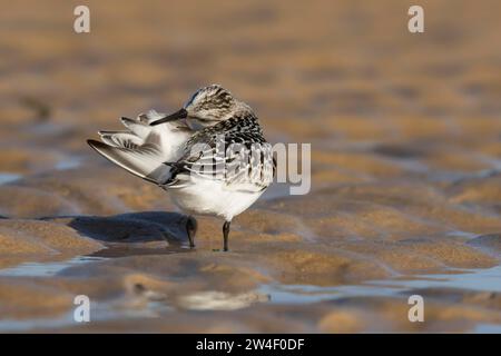 Sanderling (Calidris alba), uccelli adulti che praticano la caccia su una spiaggia, Norfolk, Inghilterra, Regno Unito Foto Stock