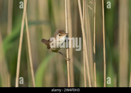 Parula di canna eurasiatica (Acrocephalus scirpaceus) uccello adulto sul bordo di un letto di canna, Lincolnshire, Inghilterra, Regno Unito, Europa Foto Stock