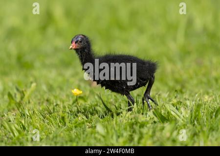 Moorhen (Gallinula chloropus) giovane uccello che cammina sull'erba, Norfolk, Inghilterra, Regno Unito Foto Stock