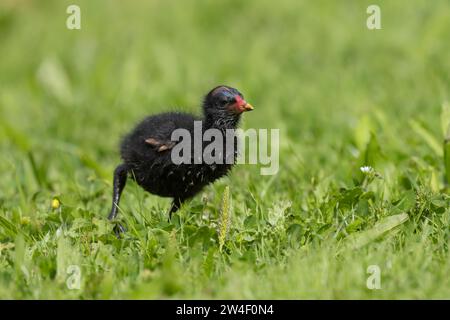 Moorhen (Gallinula chloropus) giovane uccello che cammina sull'erba, Norfolk, Inghilterra, Regno Unito Foto Stock