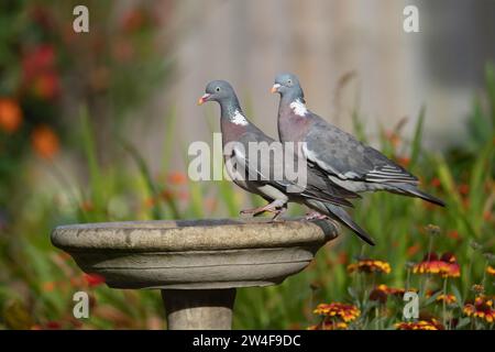 Piccione di legno (Columba palumbus) due uccelli adulti in un bagno di uccelli in giardino, Suffolk, Inghilterra, Regno Unito Foto Stock