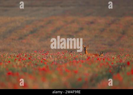 Capreolo (Capreolus capreolus) femmina adulta con due giovani fauci in un campo di grano coltivato con fiori di papavero fioriti, Suffolk Foto Stock