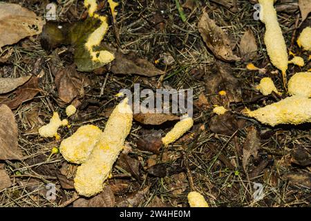 Muffa Slime vomito cane - Fuligo septica Foto Stock