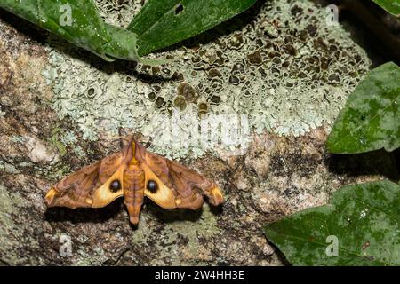 Small-eyed Sphinx Moth - Miopi Paonias Foto Stock