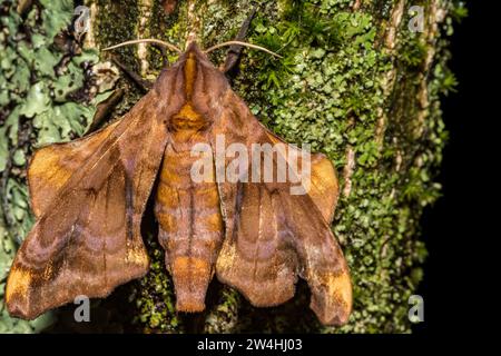 Small-eyed Sphinx Moth - Miopi Paonias Foto Stock