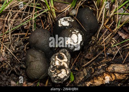 L'Uomo Morto le dita - Xylaria polymorpha Foto Stock