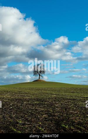 Un albero solitario sorge su una collina erbosa sotto un cielo blu pieno di nuvole soffici durante un pomeriggio di sole in Alvernia, Francia, Europa Foto Stock