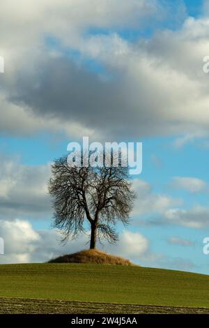 Un albero solitario sorge su una collina erbosa sotto un cielo blu pieno di nuvole soffici durante un pomeriggio di sole in Alvernia, Francia, Europa Foto Stock