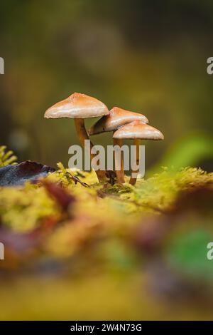 Un piccolo gruppo di funghi su un terreno di mosca nella foresta, Calw, Foresta Nera, Germania Foto Stock